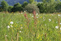 Frühling